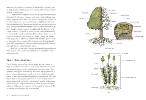 THE EVERYDAY NATURALIST - LEXA. REBECCA